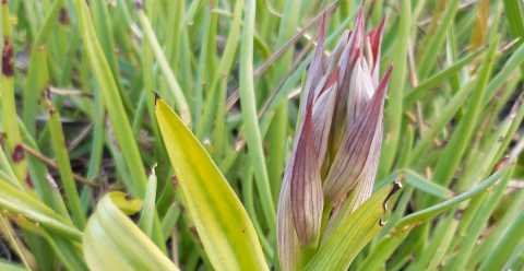 Rinvenuta in Salento un'orchidea sinora sconosciuta:  la rosea "Serapias ausoniae"